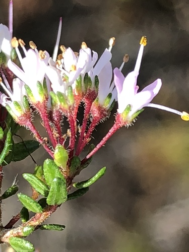 Agathosma riversdalensis (Agathosma riversdalensis)