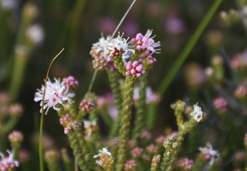 Agathosma squamosa (Agathosma squamosa)