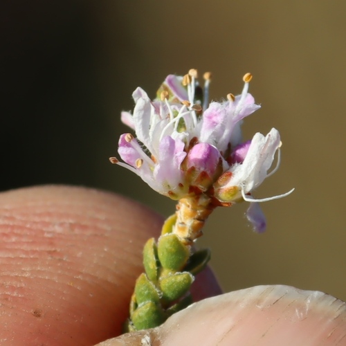 Agathosma squamosa (Agathosma squamosa)