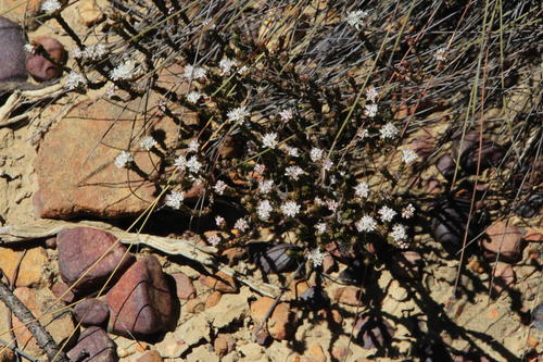 Agathosma squamosa (Agathosma squamosa)