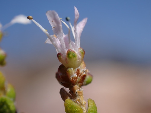 Agathosma squamosa (Agathosma squamosa)