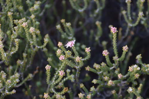 Agathosma squamosa (Agathosma squamosa)