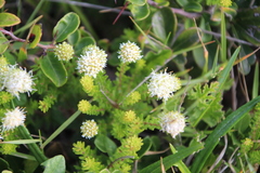 Beach lemon buchu (Agathosma stenopetala)