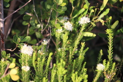 Beach lemon buchu (Agathosma stenopetala)