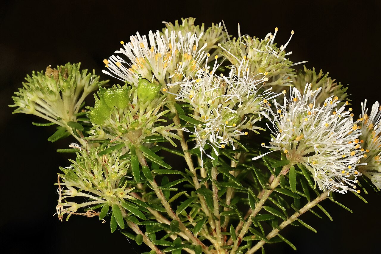 Beach lemon buchu: Agathosma stenopetala , flowers and developing fruit; coastal dune thicket, Gamtoos River Mouth, Humansdorp, Eastern Cape, South Africa