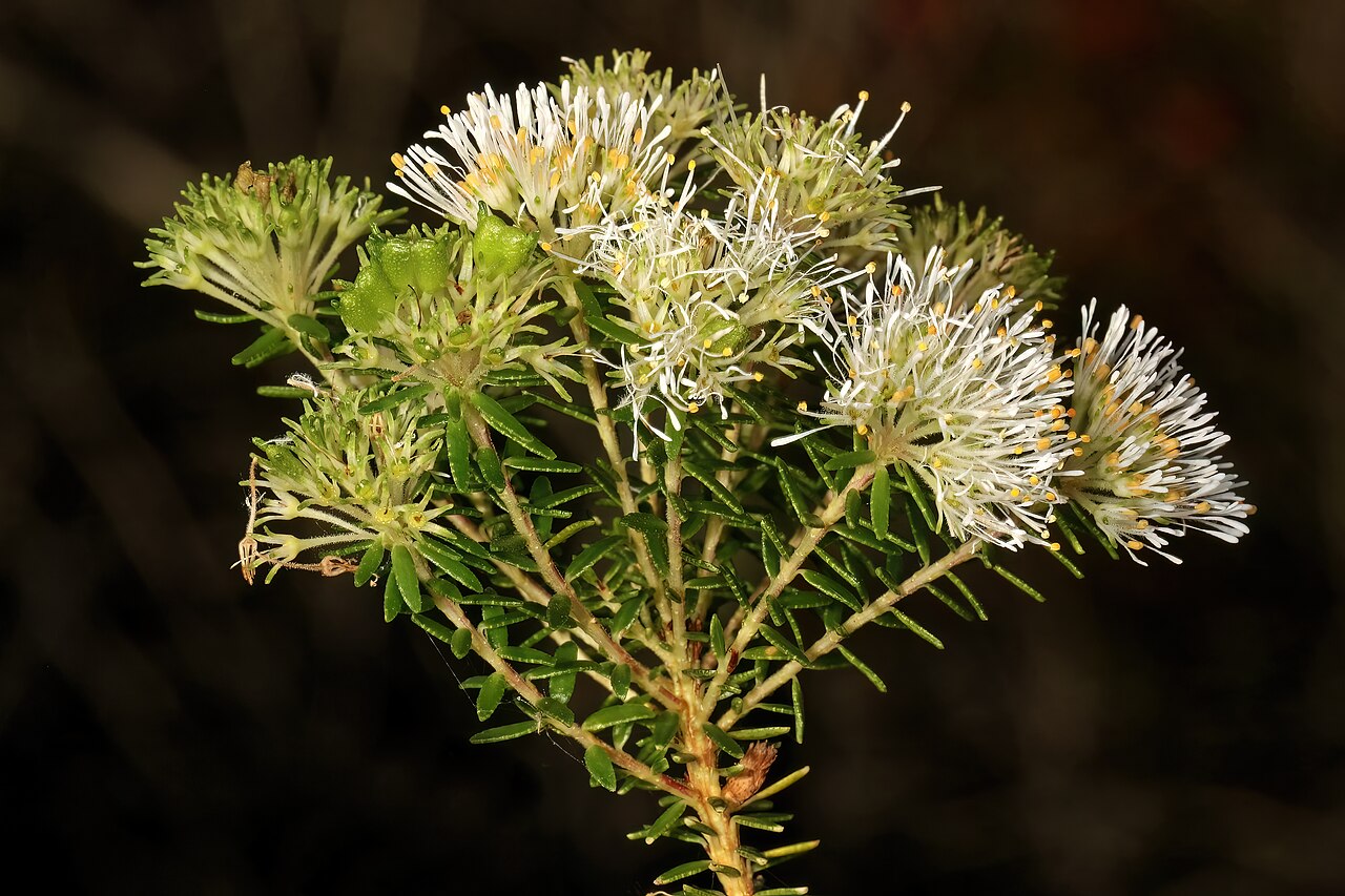 Beach lemon buchu: Agathosma stenopetala , flowers and developing fruit; coastal dune thicket, Gamtoos River Mouth, Humansdorp, Eastern Cape, South Africa