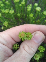 Beach lemon buchu (Agathosma stenopetala)