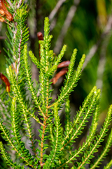 Agathosma tabularis (Agathosma tabularis)
