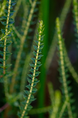 Agathosma tabularis (Agathosma tabularis)