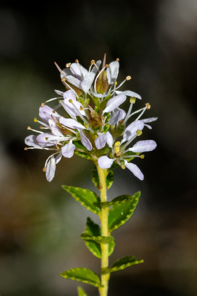 Agathosma tabularis (Agathosma tabularis)
