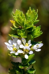 Agathosma tabularis (Agathosma tabularis)