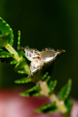 Agathosma tabularis (Agathosma tabularis)