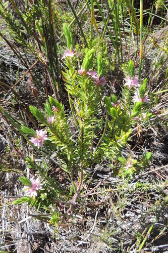 Agathosma umbonata (Agathosma umbonata)