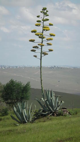 American aloe (Agave americana)