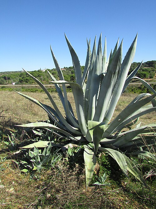 American aloe: A specimen of a Century plant ( Agave americana ) in the countryside within the neighbourhood of Mosqueira, north of the city of Albufeira , Algarve, Portugal