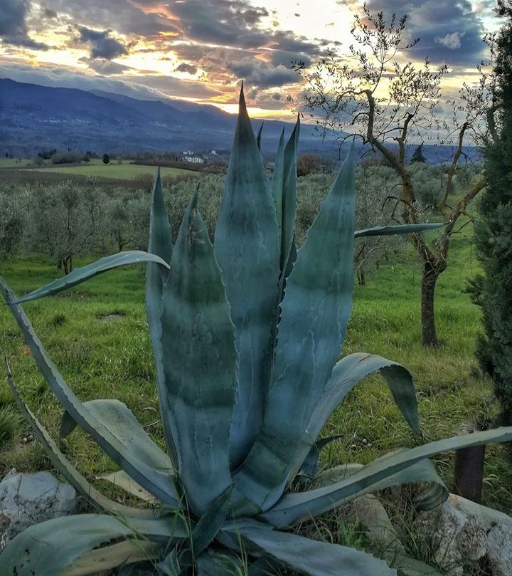 American aloe: AGAVE AMERICAN