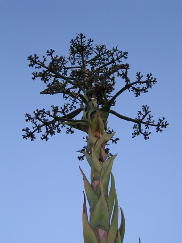 American aloe (Agave americana)