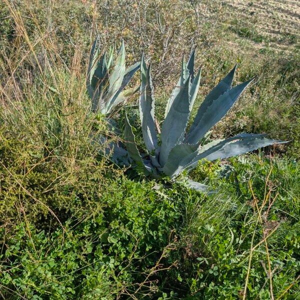 American aloe (Agave americana)