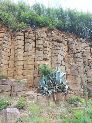 American aloe (Agave americana)