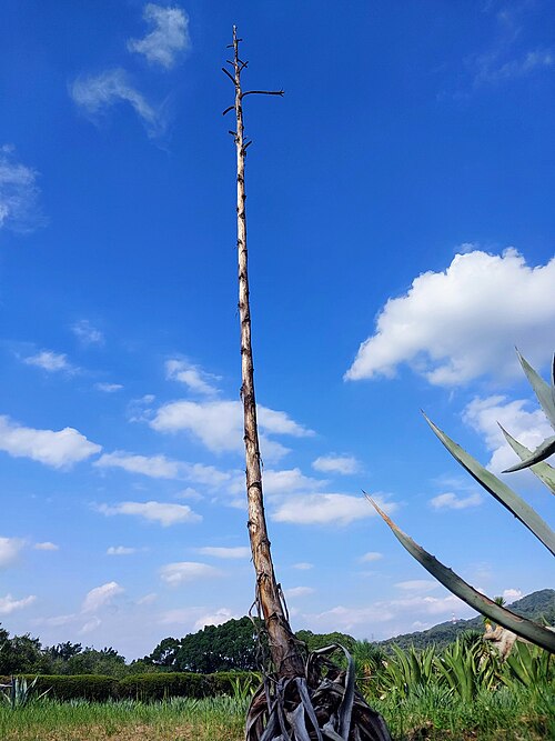 American aloe: 大阪公立大学附属植物園で開花し枯死したとみられるアオノリュウゼツラン