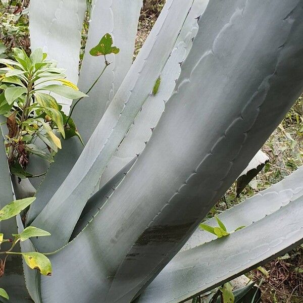 American aloe (Agave americana)