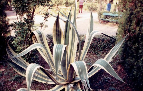 American aloe (Agave americana)