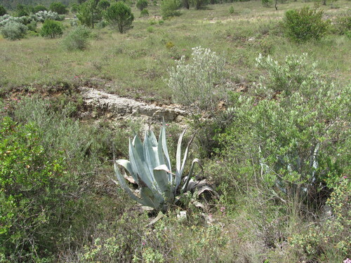American aloe (Agave americana)