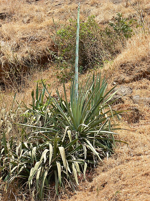 Cantala: at Malavali, Lonavale, Maharashtra Agavaceae (agave family) » Agave cantala a-GAH-vee -- meaning, noble or handsome can-ta-la -- Latized form of vernacular kant