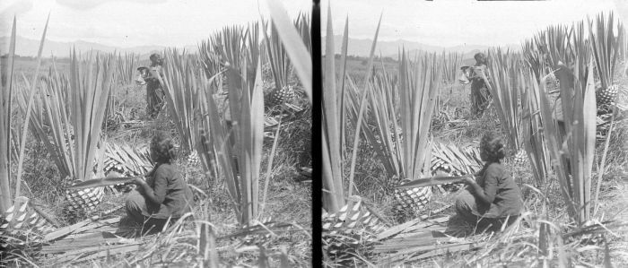 Cantala: Negatief. Vrouwelijke medewerkers halen de doornen af van de bladeren van de cantala agave op het veld van onderneming Mento Toelakan in Solo, Java