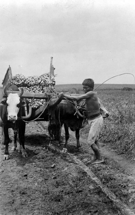 Cantala: Repronegatief. Op onderneming Mento Toelakan in Solo wordt de geoogste bladeren van de cantala agave per kar vervoerd, Java