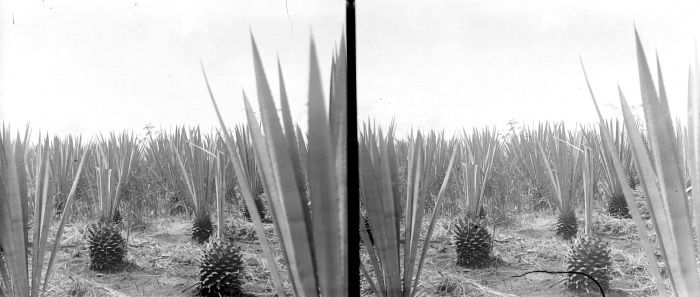 Cantala: Stereonegatief. Pas gesneden jonge en oude Agave cantala op de onderneming Mento Toelakan in Solo