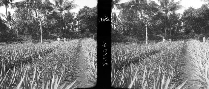 Cantala: Negatief. Verschillende soorten cantala agave op kweekbedden op onderneming Mento Toelakan in Solo, Java