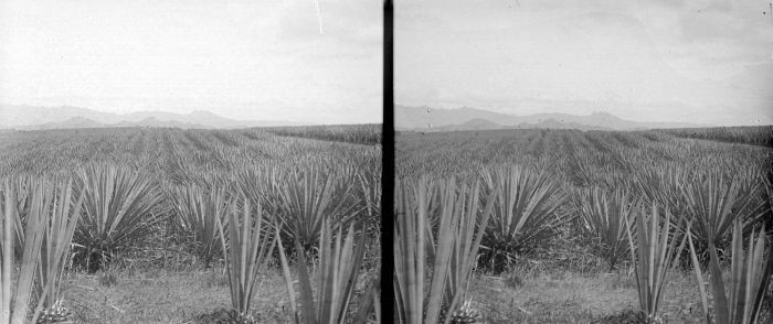 Cantala: Negatief. Jonge en oude cantala agaveplanten op het land van onderneming Mento Toelakan in Solo, Java