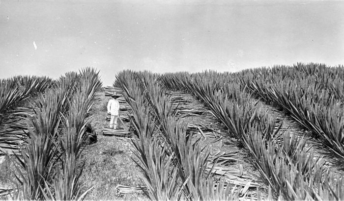 Cantala: Repronegatief. Op onderneming Mento Toelakan in Solo worden de bladeren van de cantala agave geoogst, Java