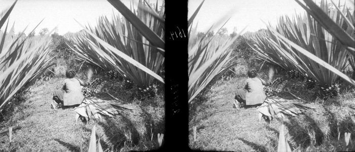 Cantala: Negatief. Een vrouw bundelt de geoogste bladeren van de cantala agave op onderneming Mento Toelakan in Solo, Java