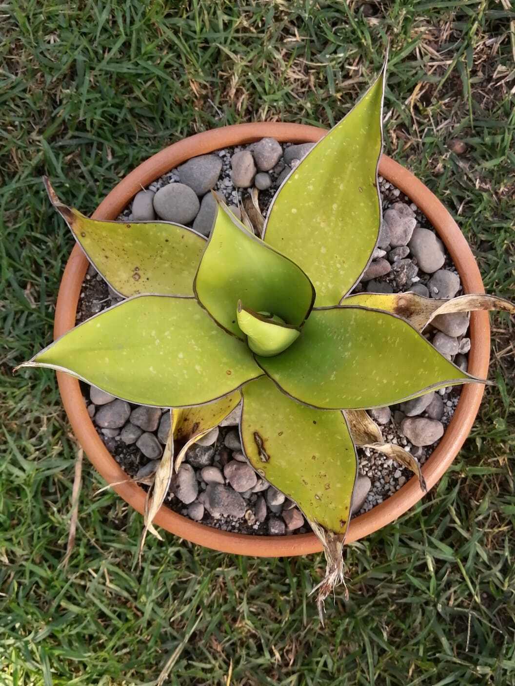 Agave chazaroi: Planta de la familia agavaceae, endémica del Estado de Jalisco. Crece en acantilados rocosos de basalto en el bosque tropical caducifolio. El Agave Chazaroi se