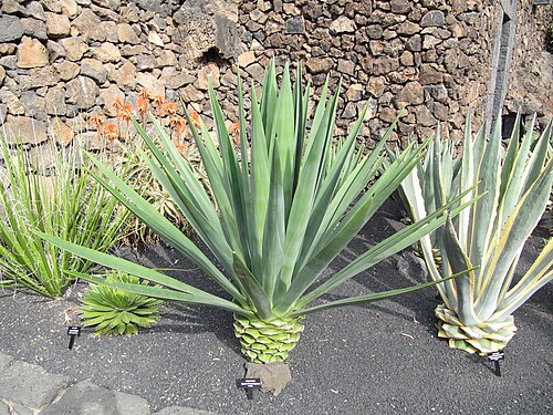 Henequen: Agave fourcroydes