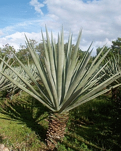 Henequen (Agave fourcroydes)