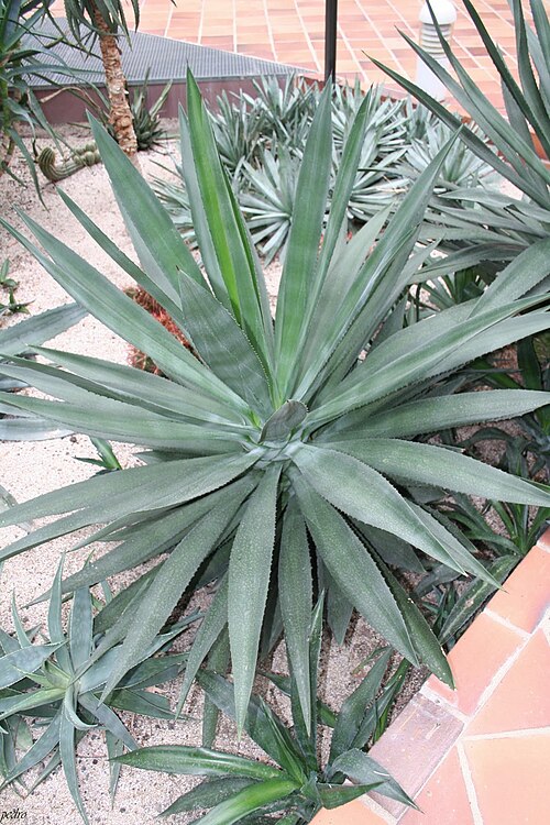 Henequen: Agave Fourcroydes & Mexico