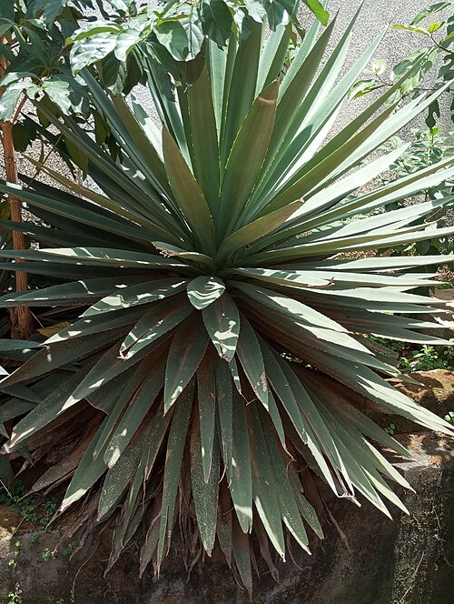 Henequen: View of a plant in a sunny day