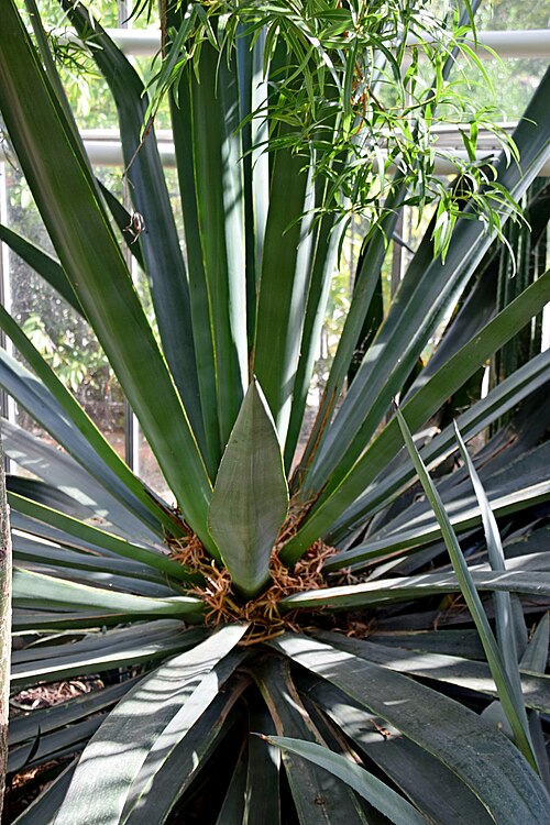 Henequen: Agave fourcroydes in Jardin des Plantes de Toulouse