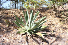 Agave jaiboli (Agave jaiboli)
