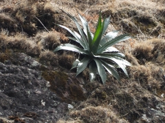 Agave jaiboli (Agave jaiboli)