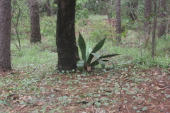Agave jaiboli (Agave jaiboli)