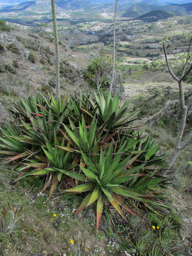 Agave kerchovei (Agave kerchovei)