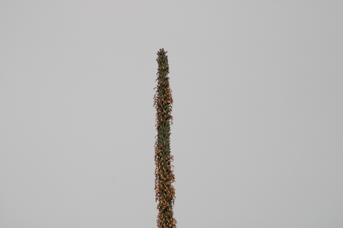 Agave kerchovei (Agave kerchovei)