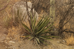 Agave kerchovei (Agave kerchovei)