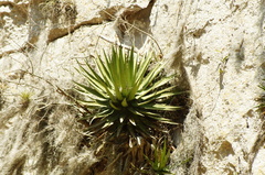 Agave kerchovei (Agave kerchovei)