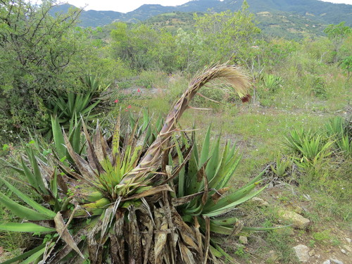 Agave kerchovei (Agave kerchovei)