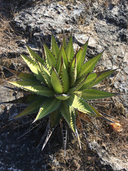 Agave kerchovei (Agave kerchovei)